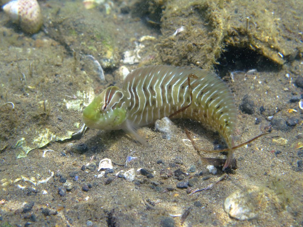 Salaria basilisca